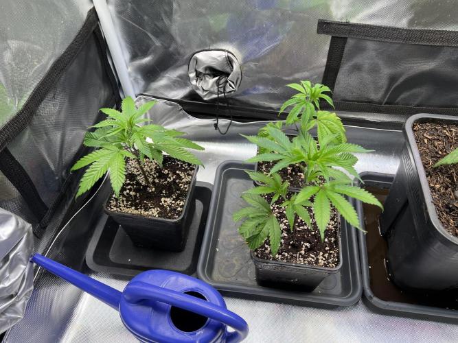 Ice Cream Marker - TerpyZ. Week 2