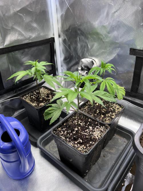 Ice Cream Marker - TerpyZ. Week 2