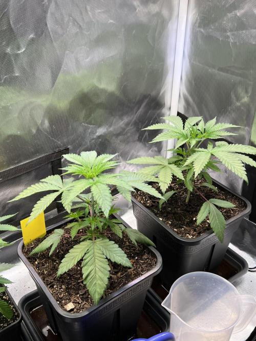 Ice Cream Marker - TerpyZ. Week 3