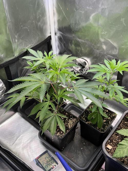 Ice Cream Marker - TerpyZ. Week 3