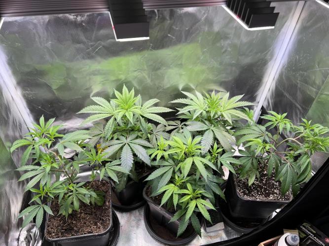 Ice Cream Marker - TerpyZ. Week 4