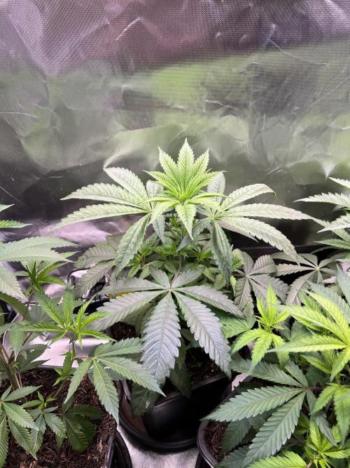 Ice Cream Marker - TerpyZ. Week 4