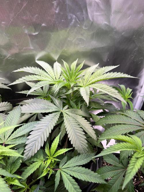 Ice Cream Marker - TerpyZ. Week 4