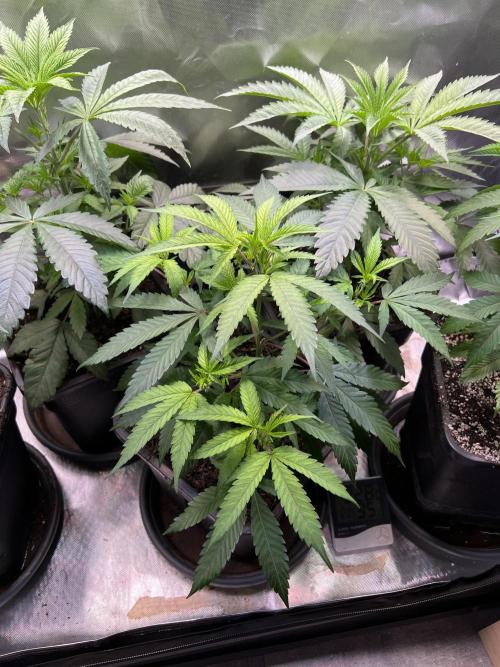 Ice Cream Marker - TerpyZ. Week 4