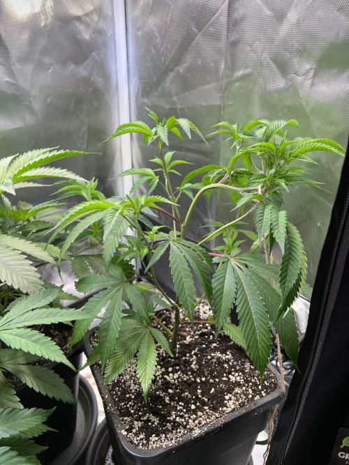 Ice Cream Marker - TerpyZ. Week 4