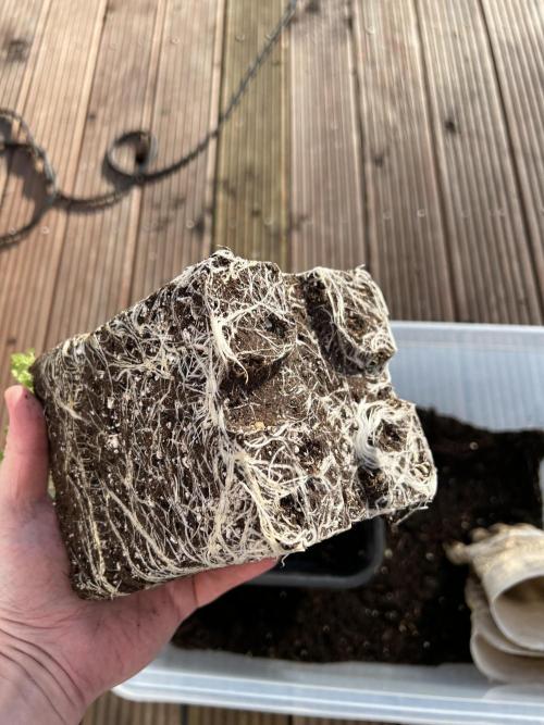 Ice Cream Marker - TerpyZ. Week 4