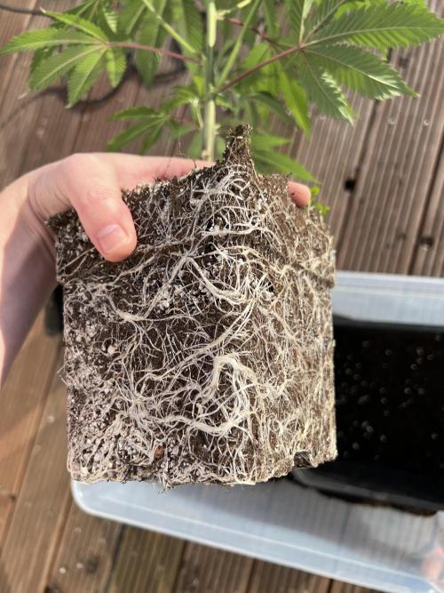 Ice Cream Marker - TerpyZ. Week 4