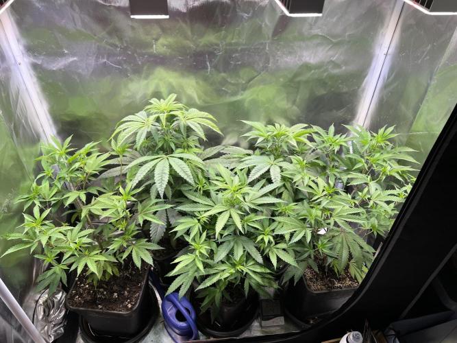 Ice Cream Marker - TerpyZ. Week 5