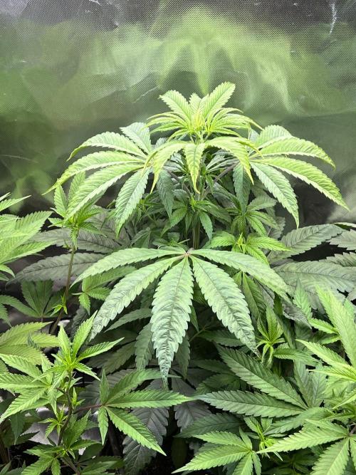 Ice Cream Marker - TerpyZ. Week 5