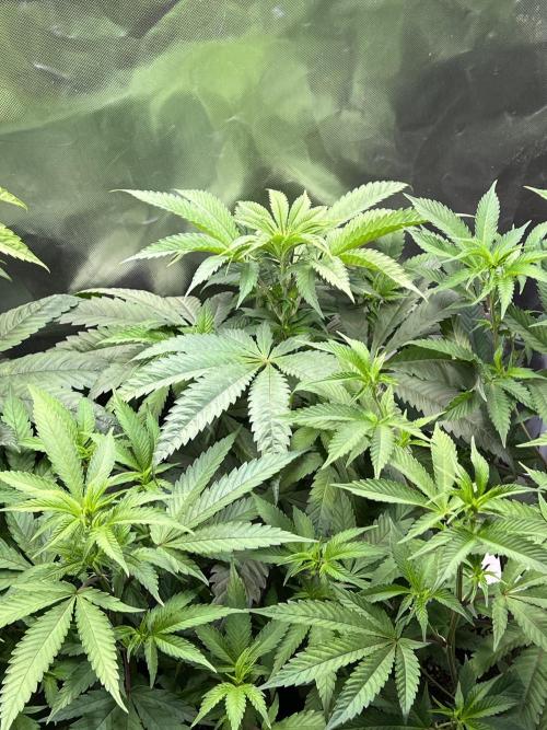 Ice Cream Marker - TerpyZ. Week 5