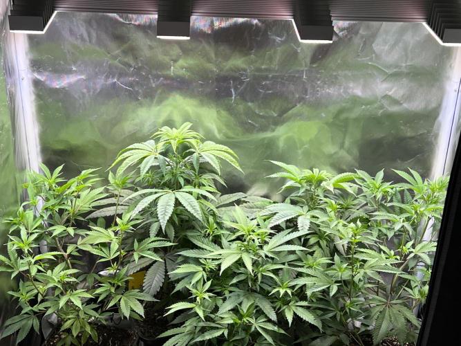 Ice Cream Marker - TerpyZ. Week 5