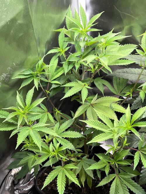 Ice Cream Marker - TerpyZ. Week 5