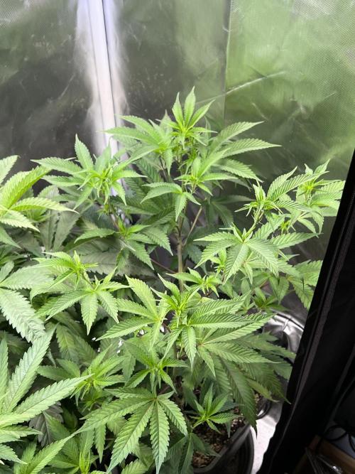 Ice Cream Marker - TerpyZ. Week 5