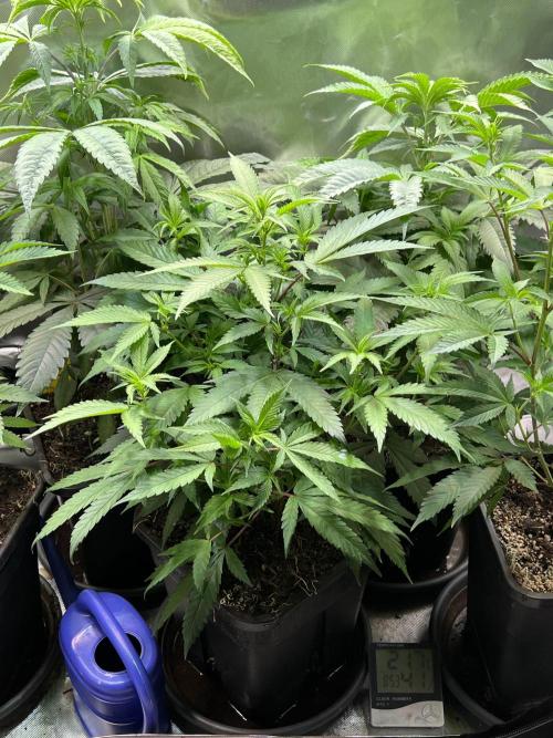 Ice Cream Marker - TerpyZ. Week 5