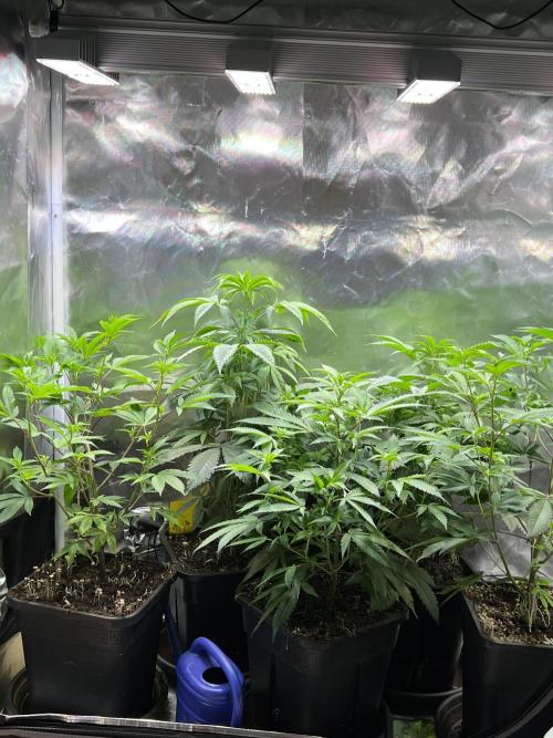 Ice Cream Marker - TerpyZ. Week 5