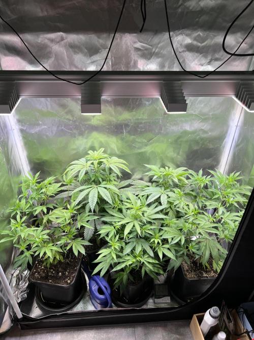 Ice Cream Marker - TerpyZ. Week 5