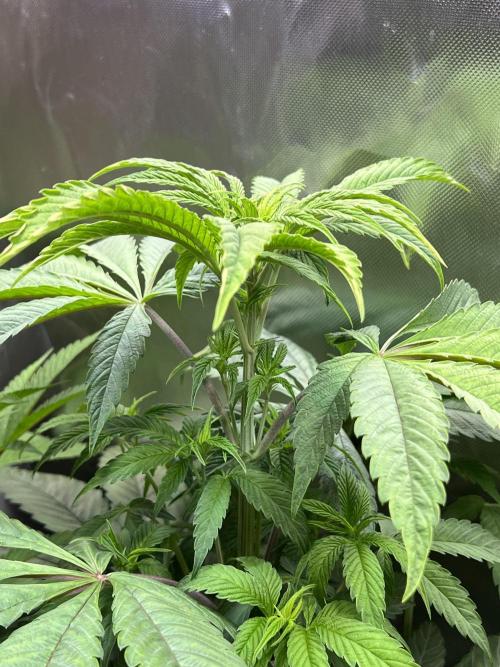 Ice Cream Marker - TerpyZ. Week 5