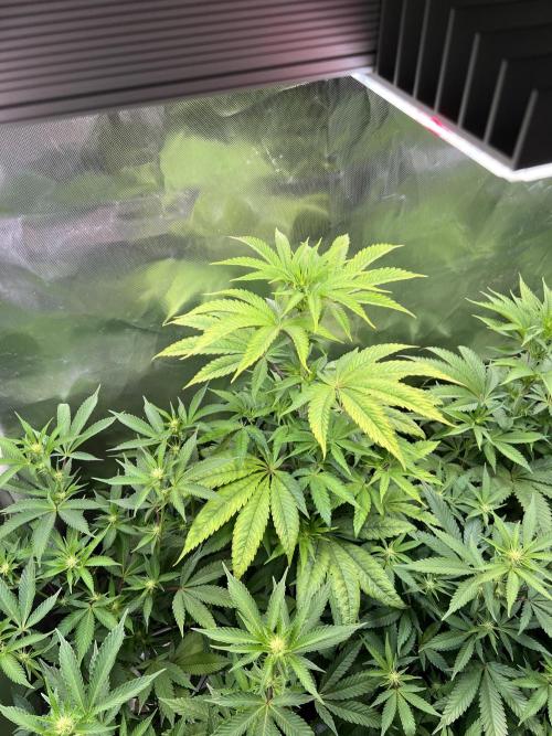 Ice Cream Marker - TerpyZ. Week 6