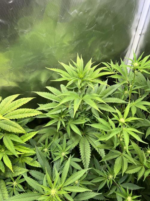 Ice Cream Marker - TerpyZ. Week 6