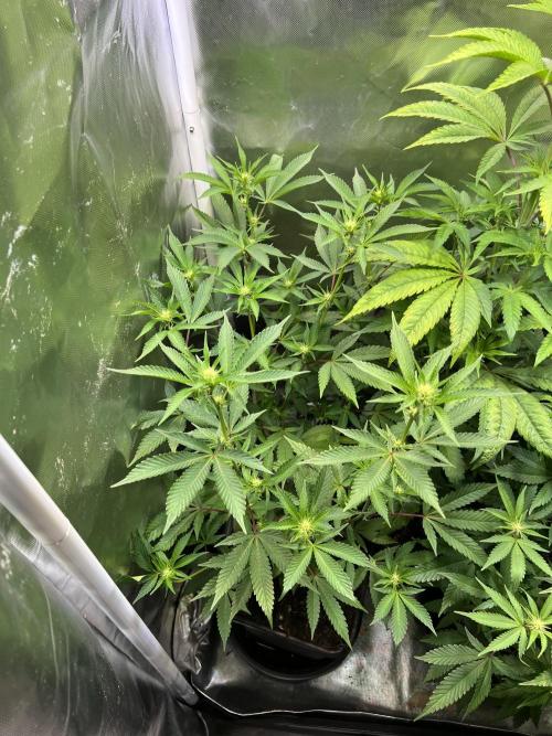 Ice Cream Marker - TerpyZ. Week 6