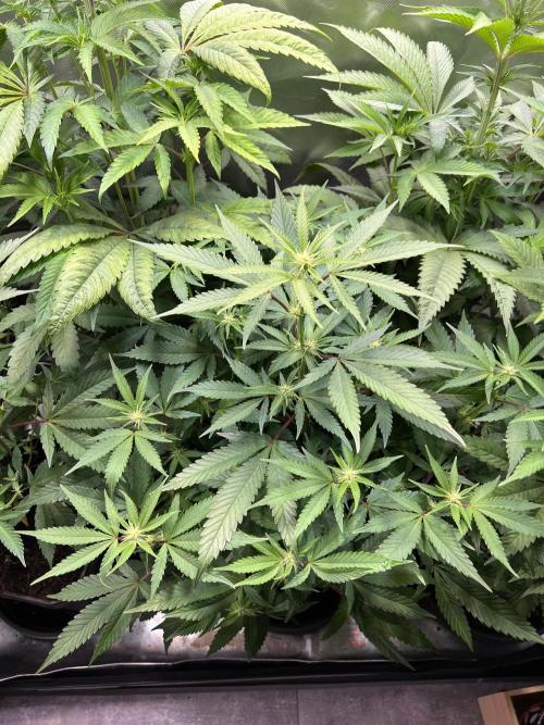 Ice Cream Marker - TerpyZ. Week 6