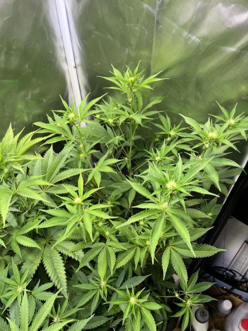 Ice Cream Marker - TerpyZ. Week 6