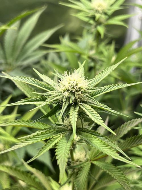 Ice Cream Marker - TerpyZ. Week 7