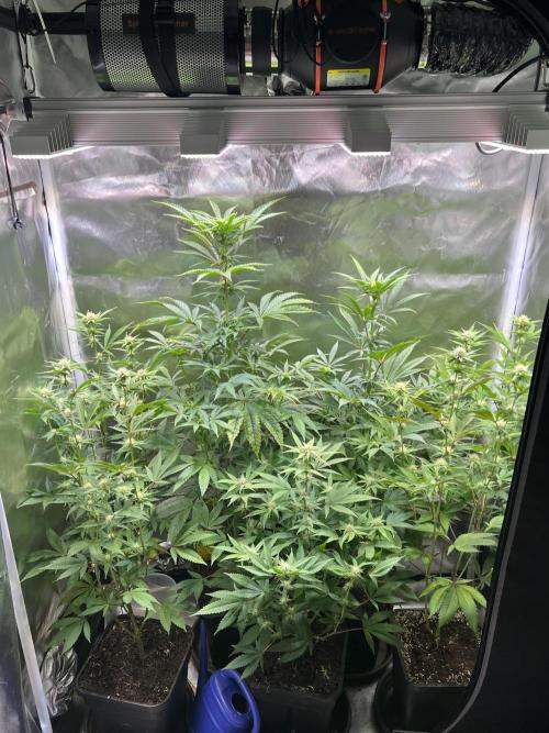 Ice Cream Marker - TerpyZ. Week 7