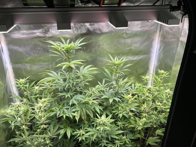 Ice Cream Marker - TerpyZ. Week 7