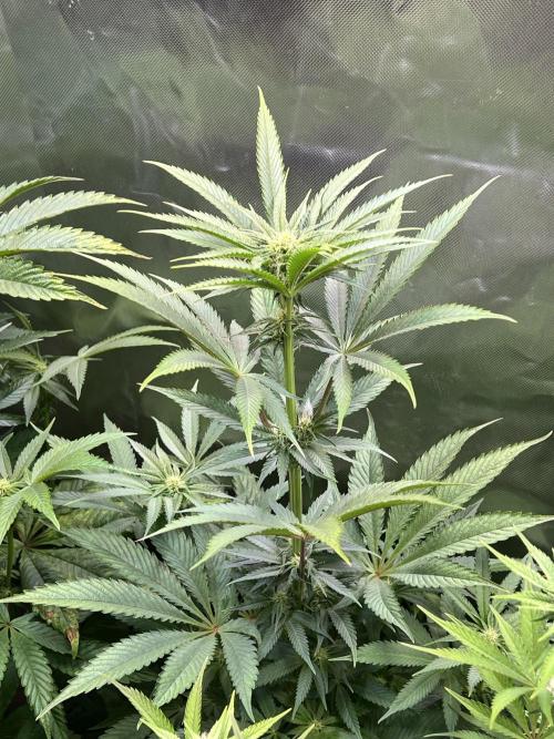 Ice Cream Marker - TerpyZ. Week 7