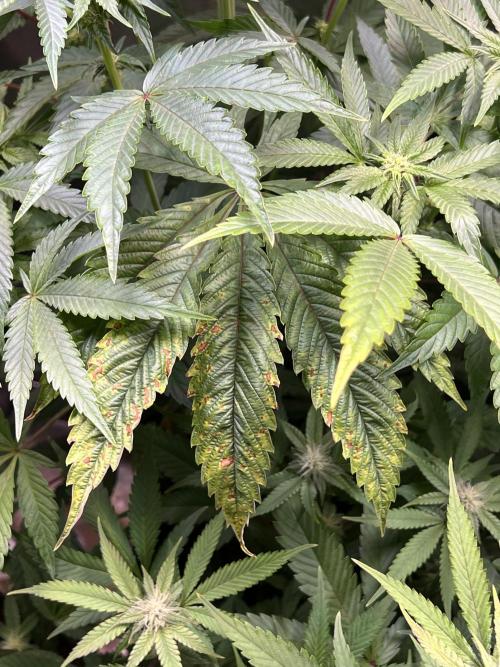 Ice Cream Marker - TerpyZ. Week 7