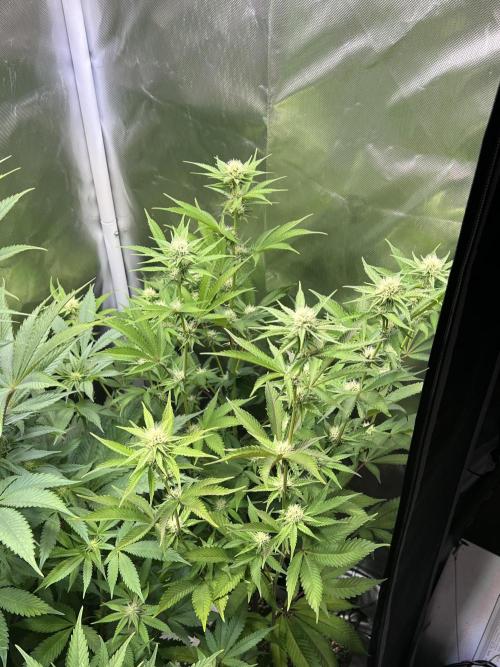 Ice Cream Marker - TerpyZ. Week 7