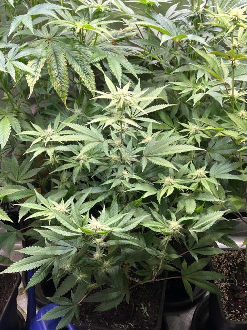 Ice Cream Marker - TerpyZ. Week 7