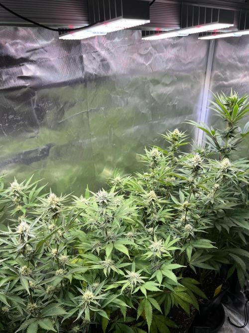 Ice Cream Marker - TerpyZ. Week 8