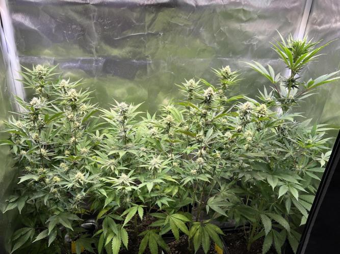 Ice Cream Marker - TerpyZ. Week 8