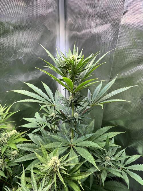 Ice Cream Marker - TerpyZ. Week 8