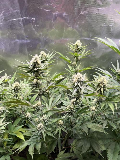 Ice Cream Marker - TerpyZ. Week 8