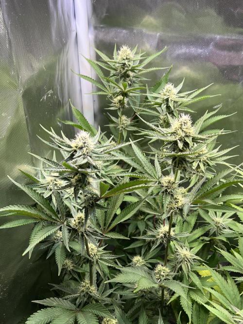 Ice Cream Marker - TerpyZ. Week 8