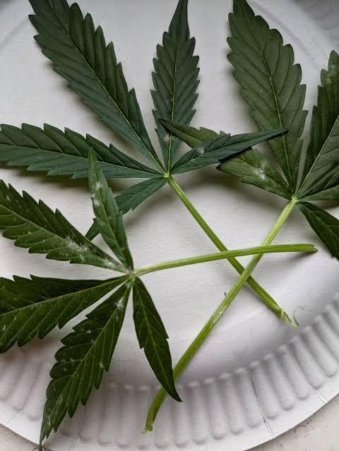 Ice Cream Marker - TerpyZ. Week 9