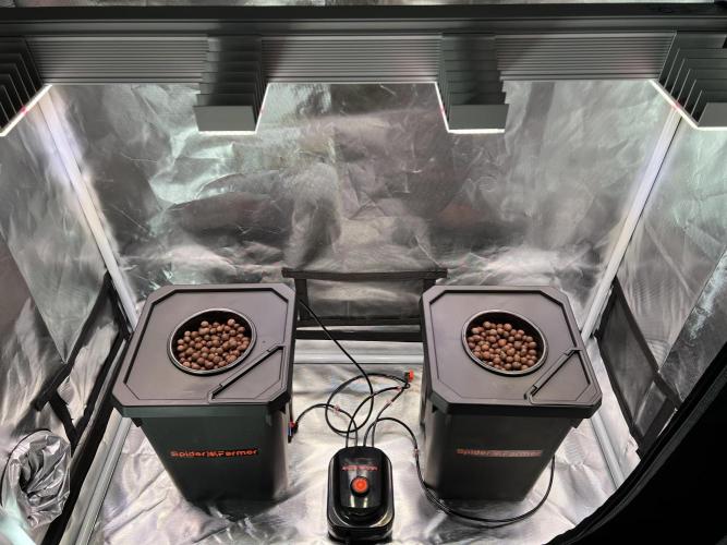 Apple Fritter Auto - Royal Queen Seeds. Week 0 - 25.02.2026