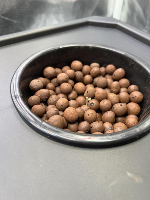 Apple Fritter Auto - Royal Queen Seeds. Week 0 - 25.02.2026