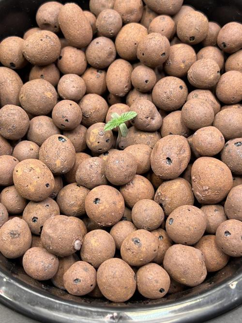Apple Fritter Auto - Royal Queen Seeds. Week 0 - 01.03.2026