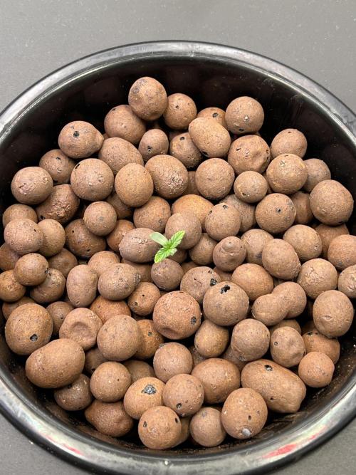 Apple Fritter Auto - Royal Queen Seeds. Week 0 - 01.03.2026