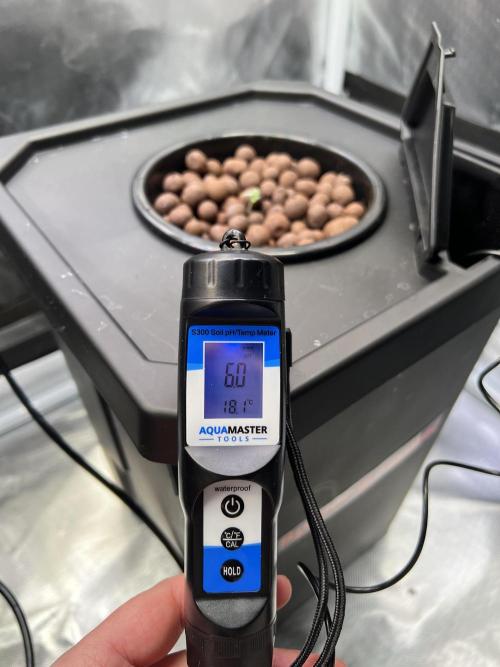 Apple Fritter Auto - Royal Queen Seeds. Week 0
