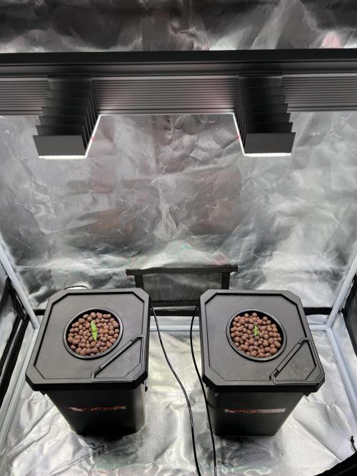 Apple Fritter Auto - Royal Queen Seeds. Week 1