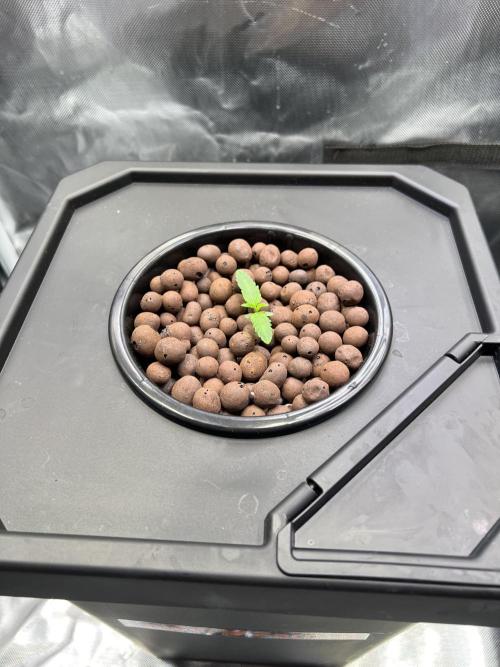 Apple Fritter Auto - Royal Queen Seeds. Week 1 - Plant left