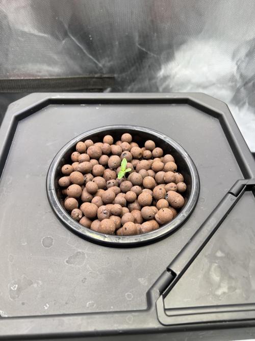 Apple Fritter Auto - Royal Queen Seeds. Week 1 - Plant right
