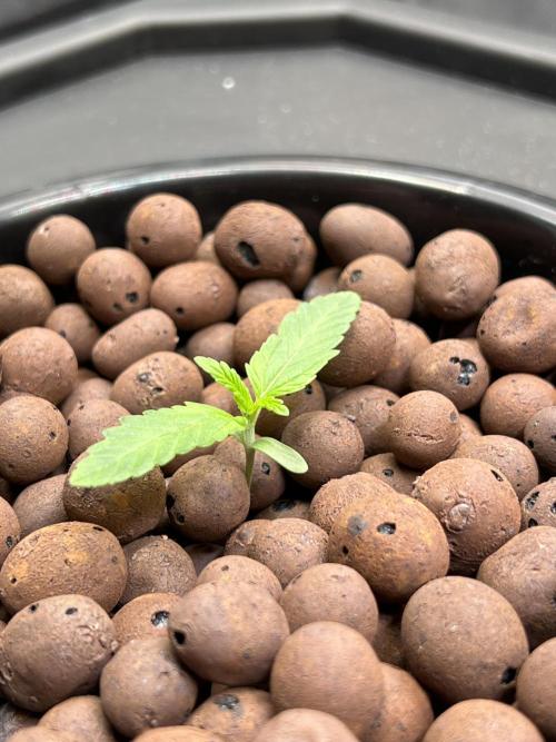 Apple Fritter Auto - Royal Queen Seeds. Week 1 - Plant left
