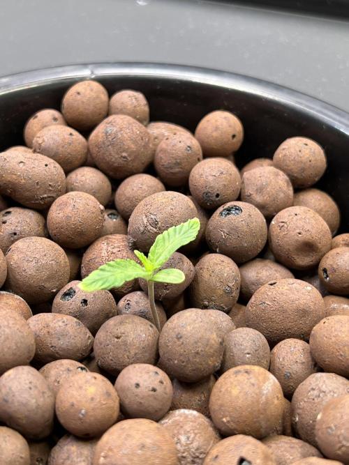 Apple Fritter Auto - Royal Queen Seeds. Week 1 - Plant right