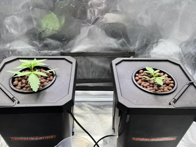 Apple Fritter Auto - Royal Queen Seeds. Week 2